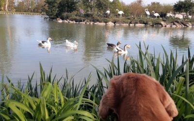 Why is nature good for us?