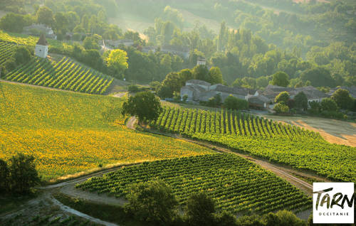 Vignoble du Gaillac Dominique Viet