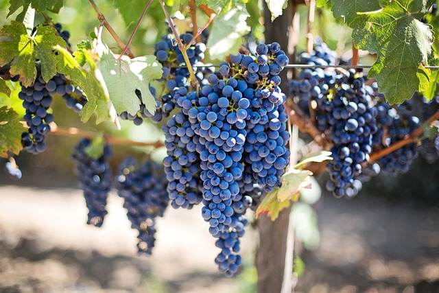 Vignobles du Gaillacois et meublés de Tourisme