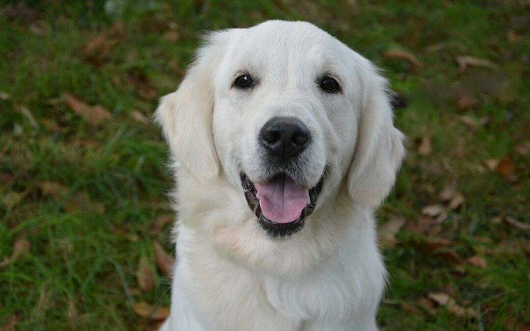 Partir en Vacances avec son Chien dans le Tarn